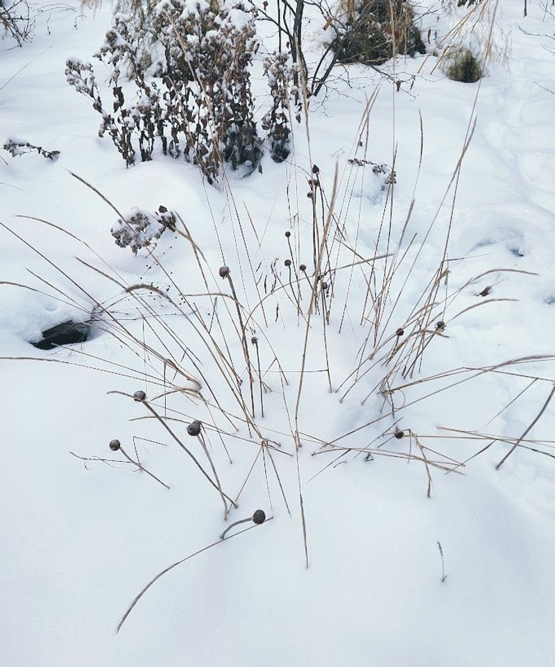 Snow Load Breaks Plant Crowns Permanently
