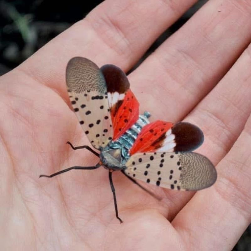 Distinctive Identification Features Across Life Stages