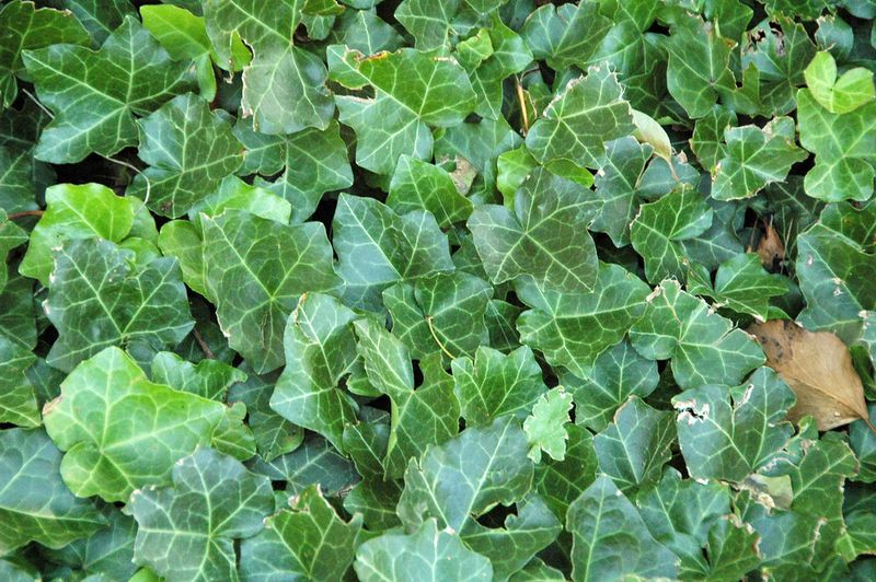 English Ivy (Hedera helix)