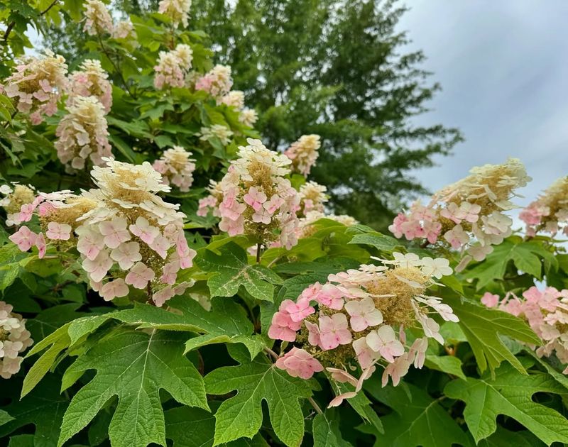 Oakleaf Hydrangea