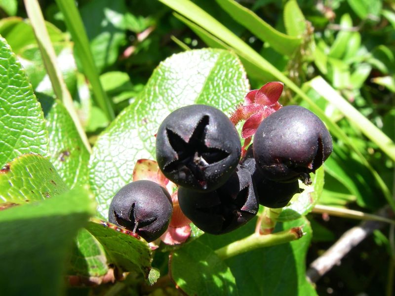 Salal (Gaultheria shallon)