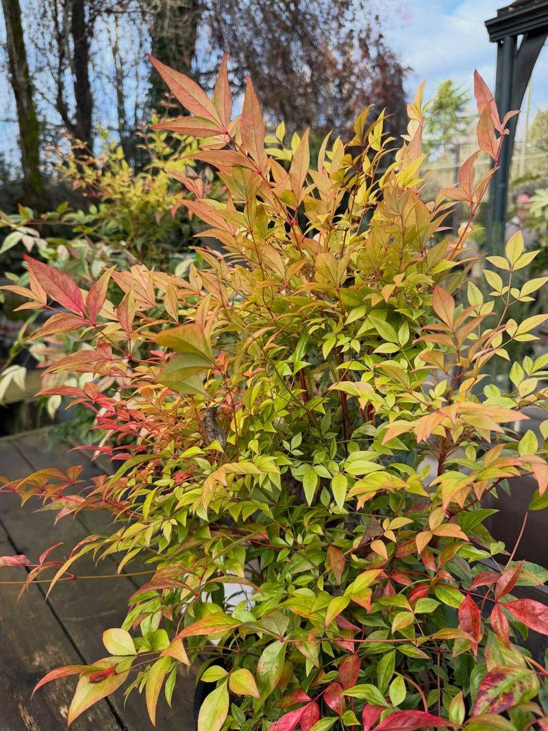 Nandina (Sterile Varieties Only)