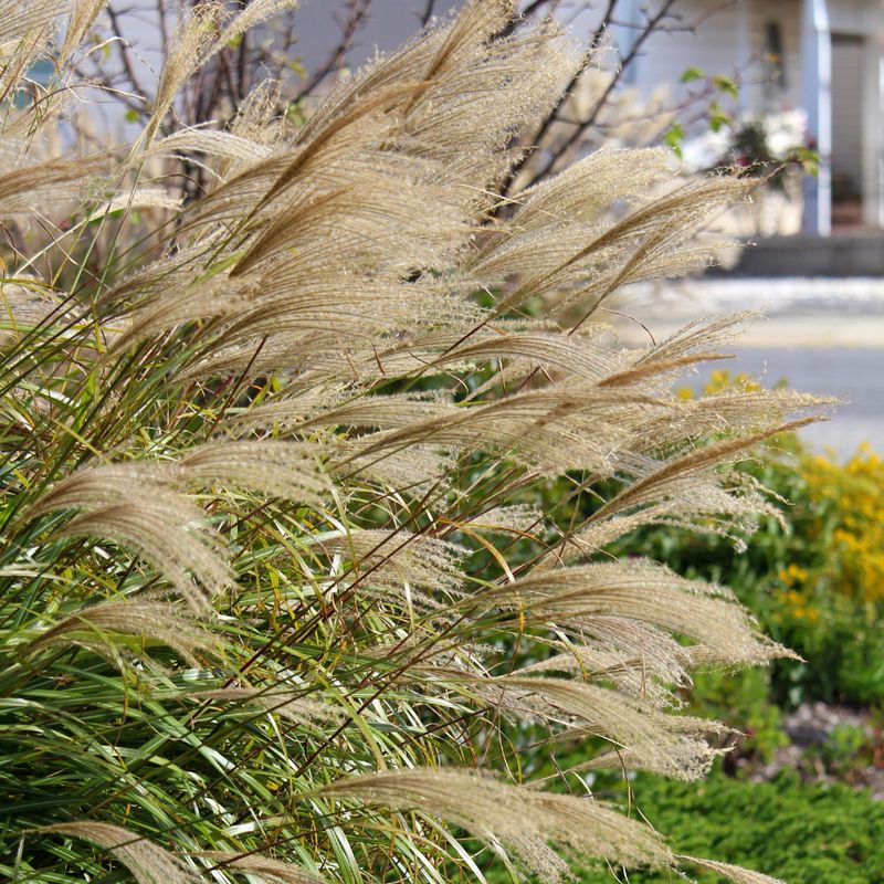 Ornamental Grasses