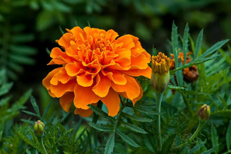 Marigolds
