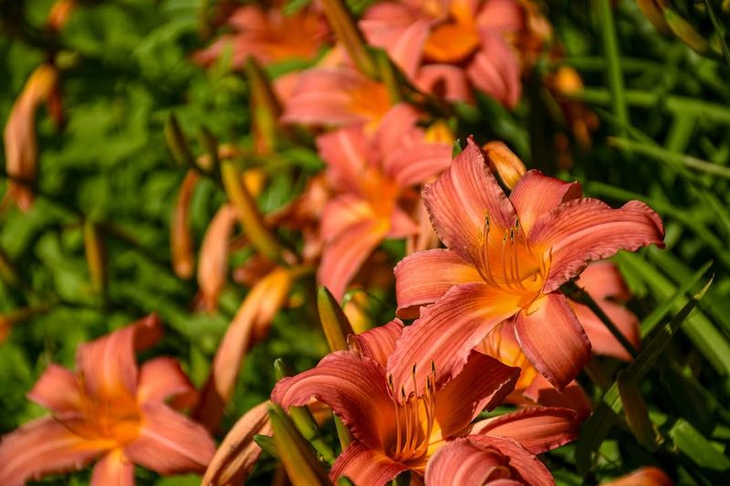 Daylilies Survived For Thousands Of Years