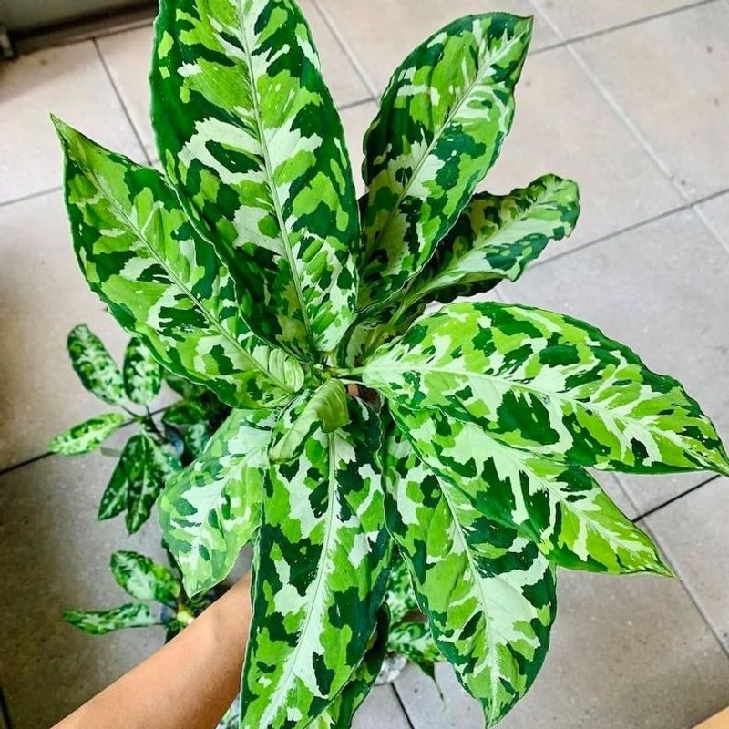 Aglaonema 'Pictum Tricolor' For Camouflage-Style Shade Interest