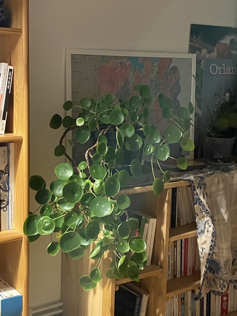 Living Room Shelves And Side Tables