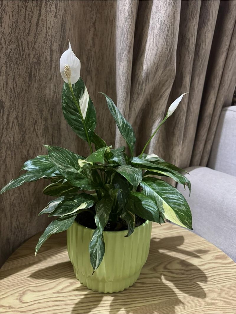 Kitchen Window Sill for Nourishment Energy