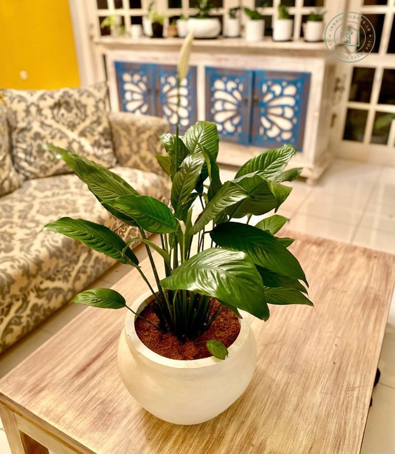 Living Room Corners Balance Social Energy