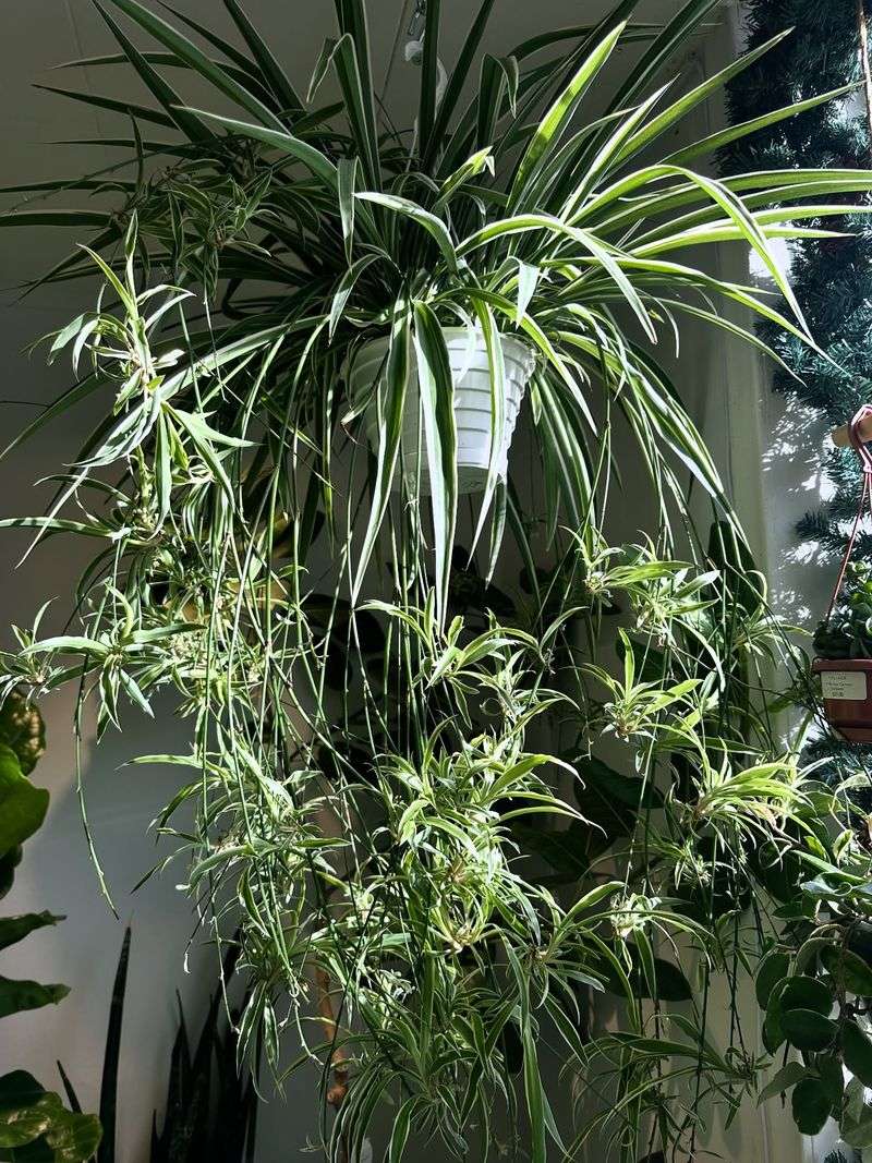 Hanging Near A Bright Window