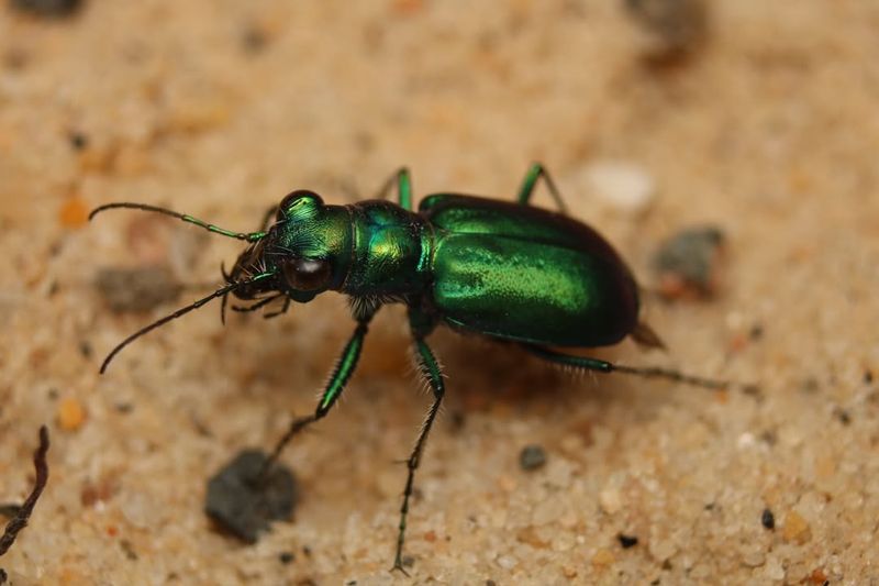 Stunning Metallic Appearance Makes Identification Easy