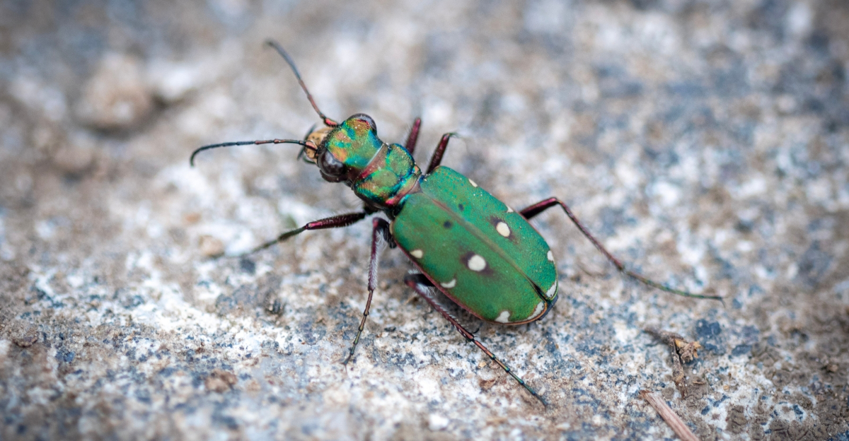 Homeowners Across Georgia Are Noticing A Metallic Bug In Their Yards