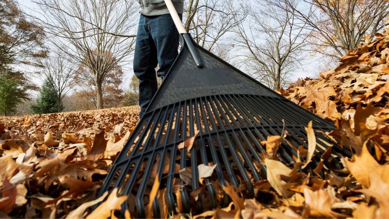 Practical Solutions For Managing Neighbor's Leaves