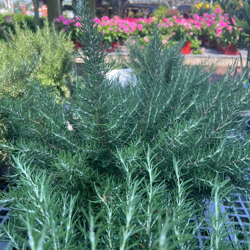 Rosemary Is Symbolically Linked To Protection And Good Energy