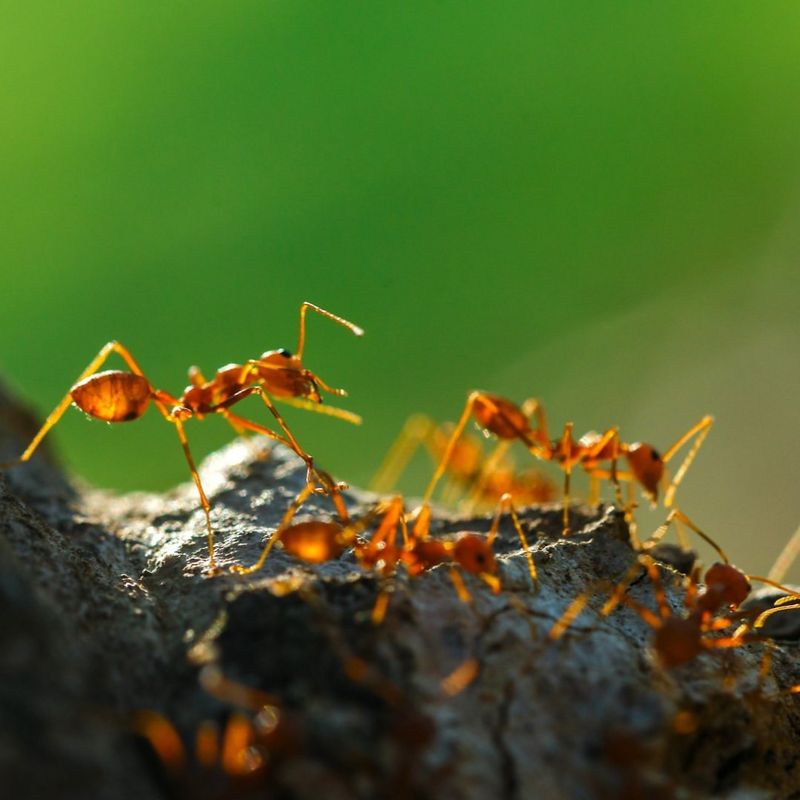 Fire Ants (Expanding Range In Ohio)