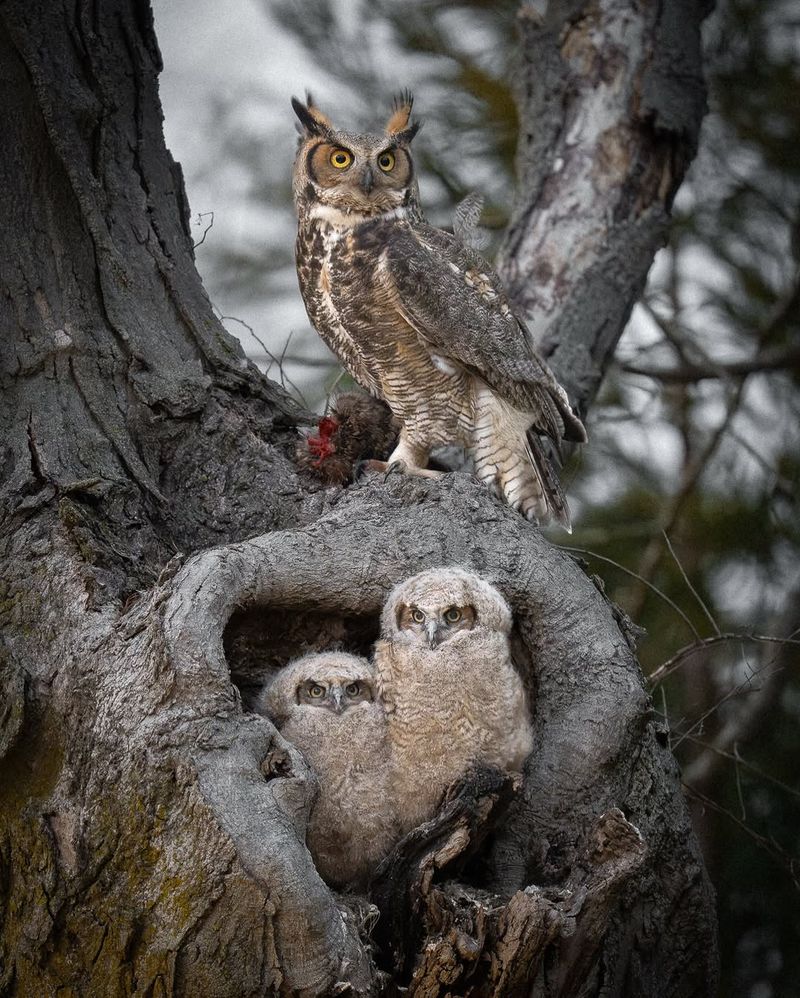 Great Horned Owl