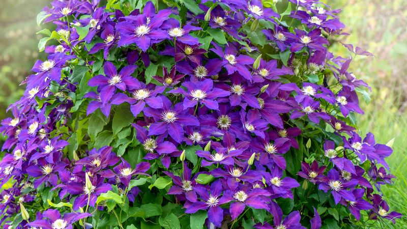Clematis