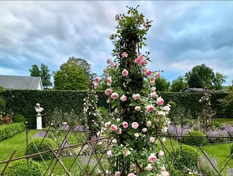 Roses (climbing, shrub, and standard forms)