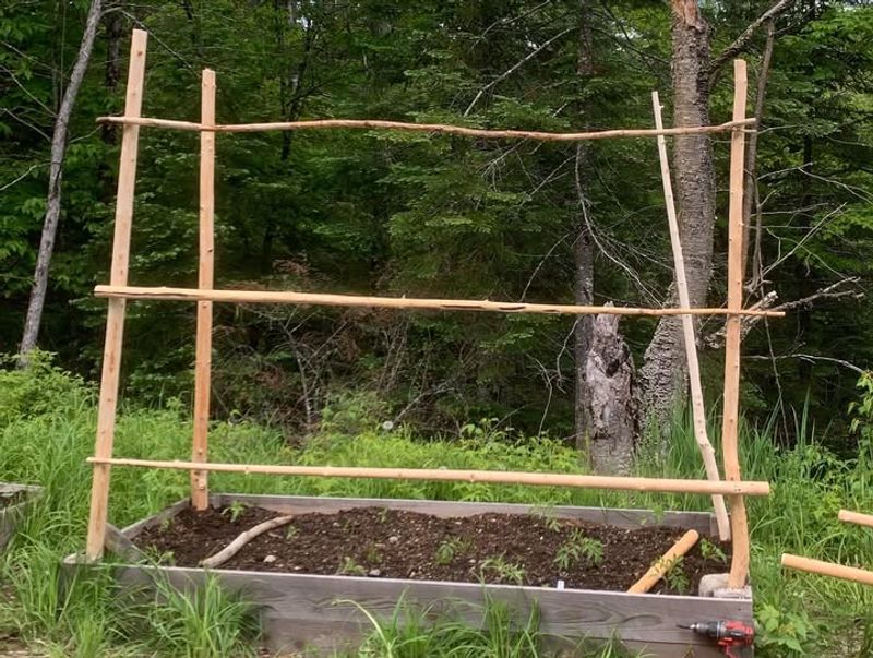 Bamboo Teepee Trellis