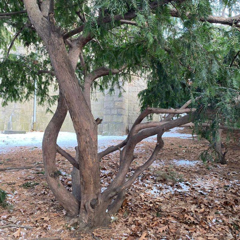 Yew: Ancient Assassin