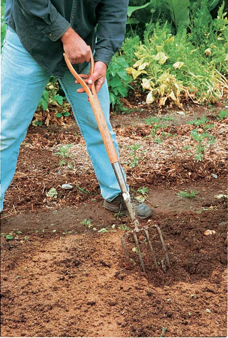 Mulch Fork Or Pitchfork For Handling Organic Material