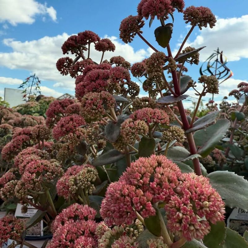 Sedum