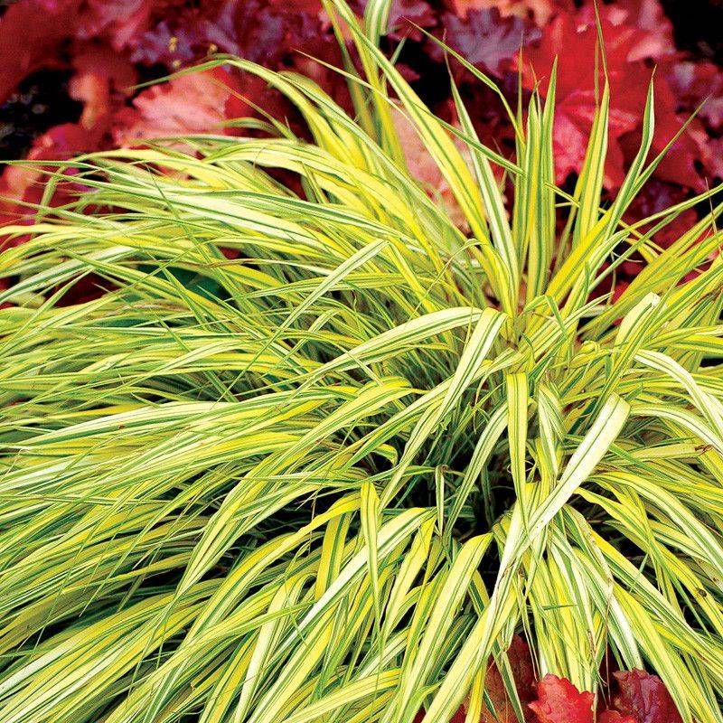Japanese Forest Grass (Hakonechloa)