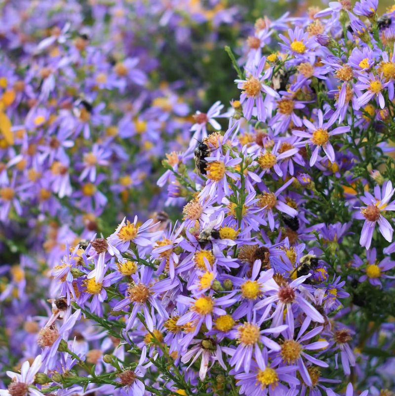 Aster