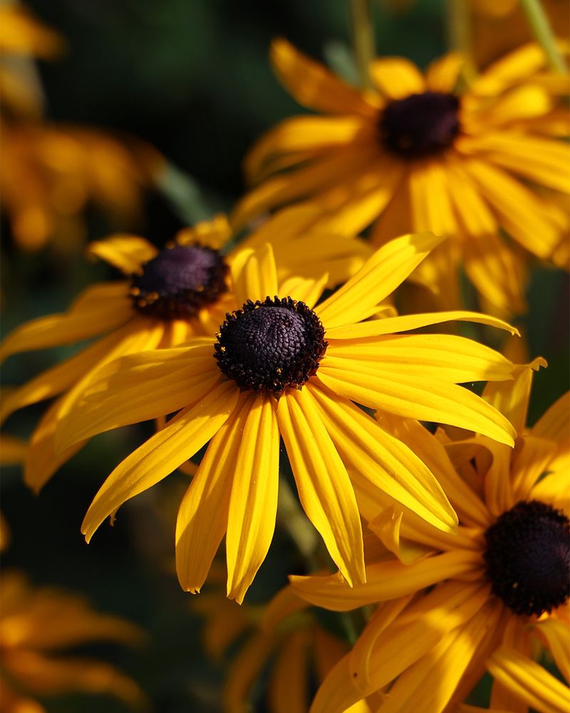 Black-Eyed Susan (Rudbeckia)