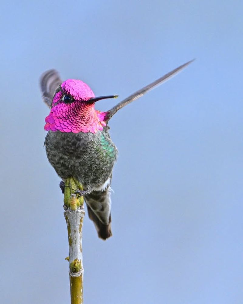 Anna's Hummingbird