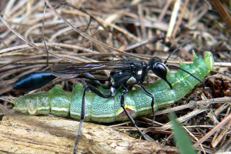 Parasitic Wasps That Control Garden Invaders