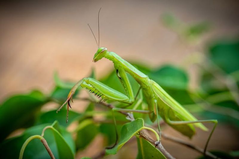 Praying Mantises