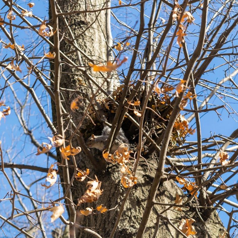 Why Birds Rarely Use These Leafy Balls