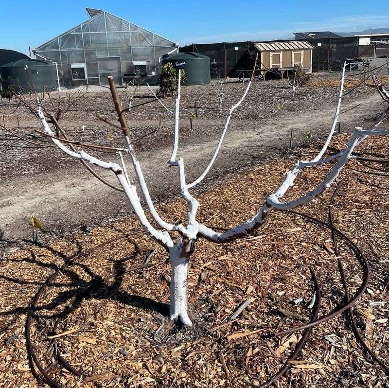 Prevents Sunscald On Trunks And Lower Branches