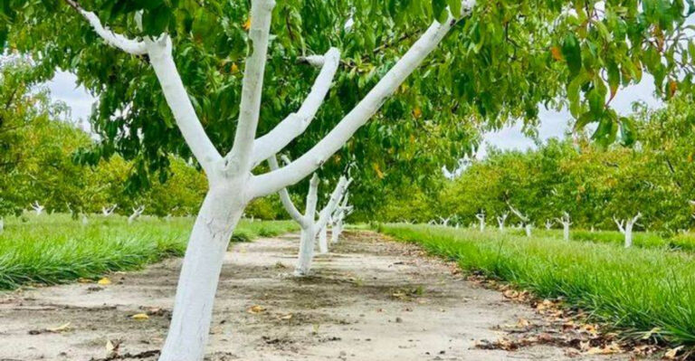 tree painted white