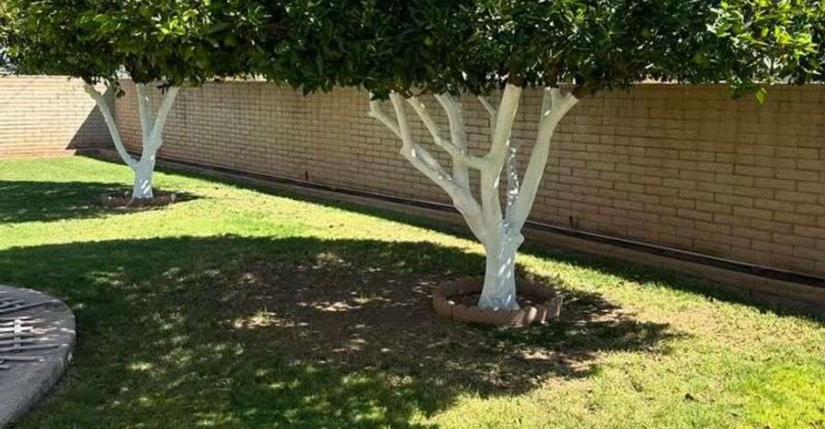 How A Simple Paint Job Helps Fruit Trees Thrive In California