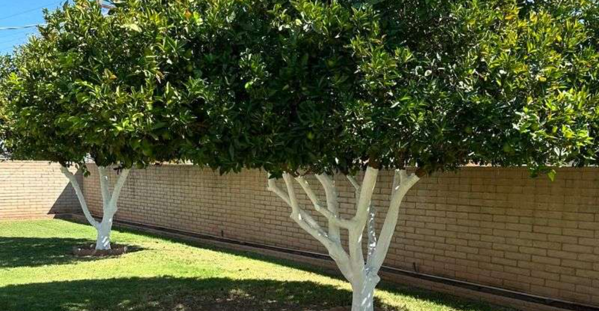 paint on fruit trees