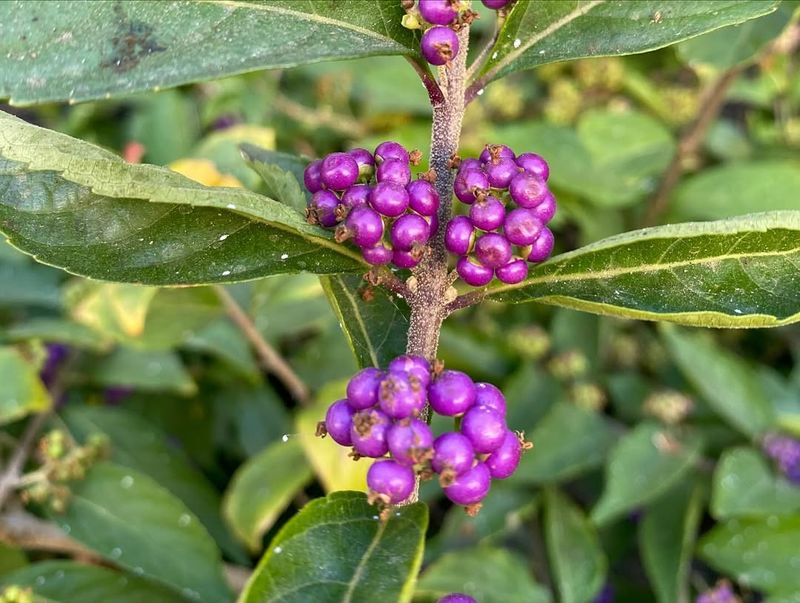 When American Beautyberry Produces Its Famous Purple Berries