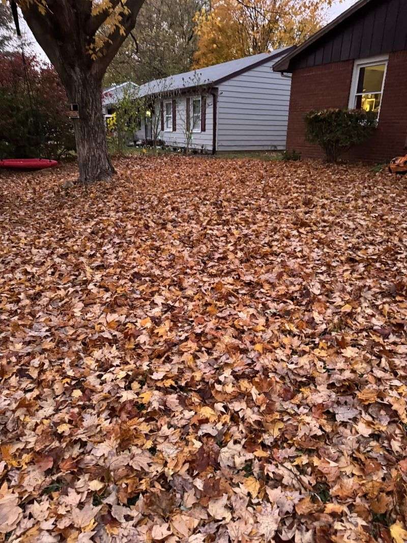 When Leaves Become A Legal Issue Between Neighbors