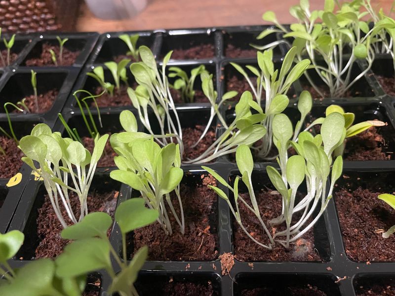 When To Apply Calcium Nitrate In Florida