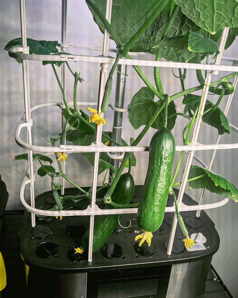 Pick Compact Cucumber Varieties for Small Spaces