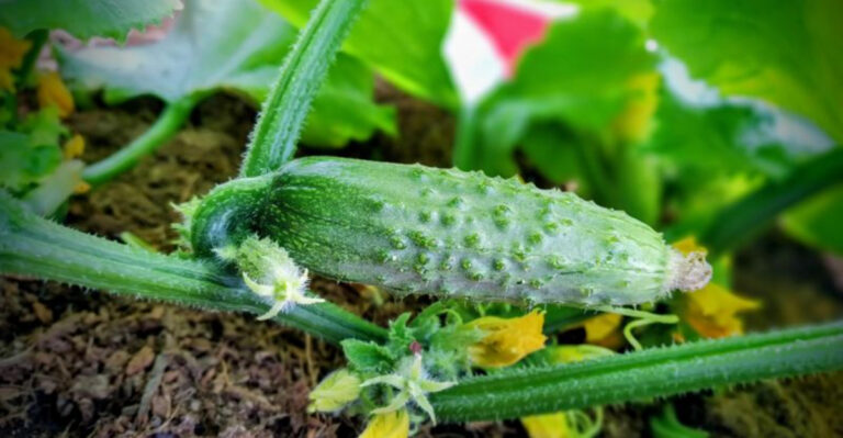 cucumber (featured image)