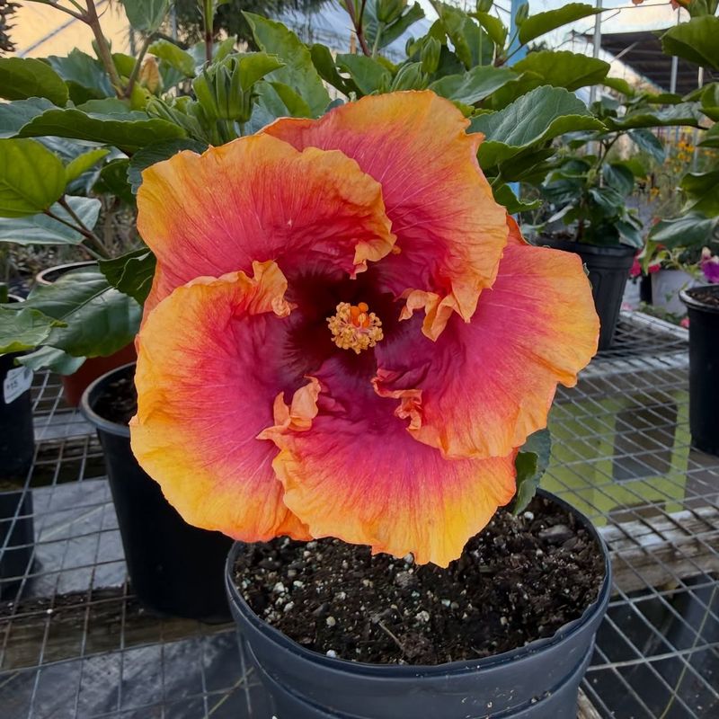 Cold Weather Hits Hibiscus Growth Long Before Freezing