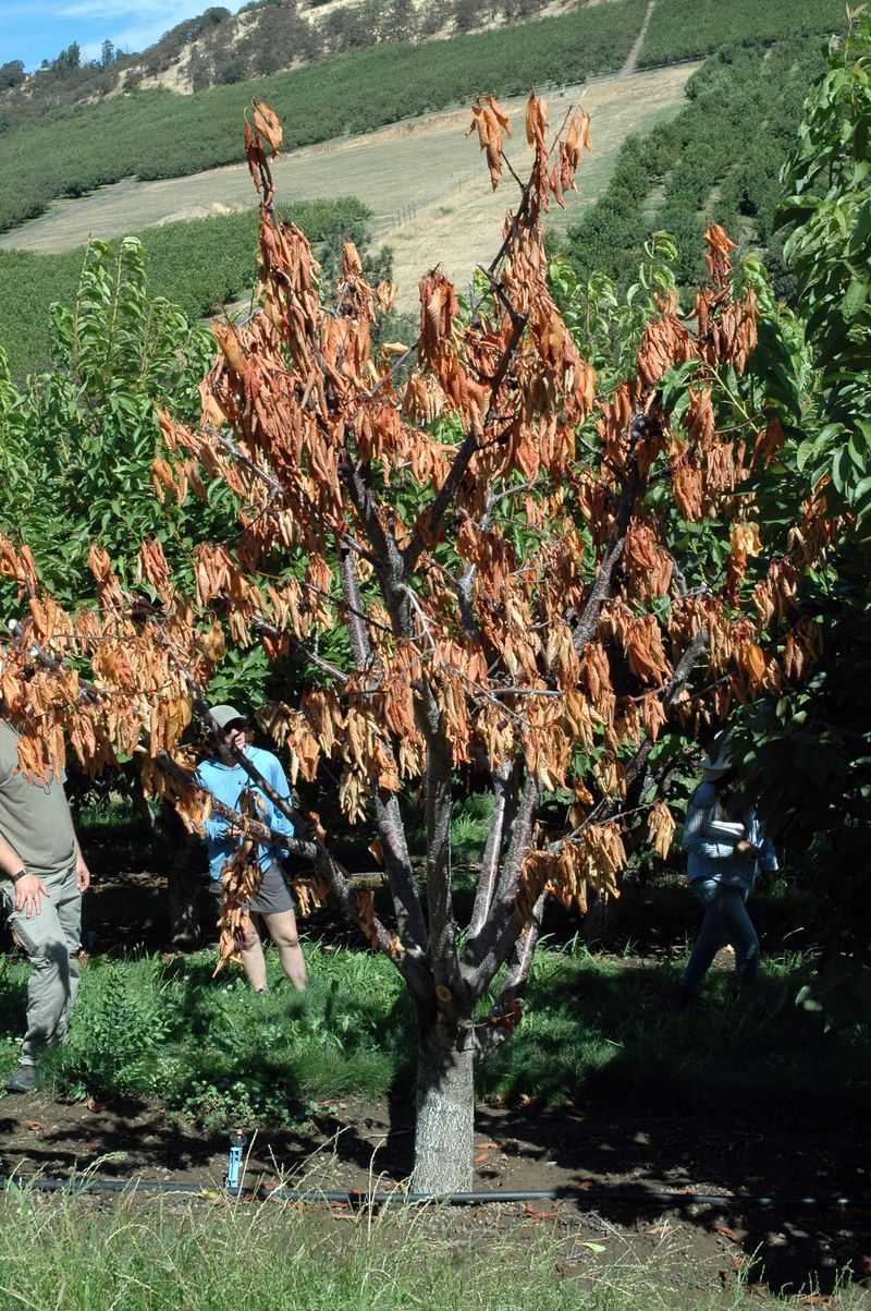 Wind Exposure And Winter Drying Problems