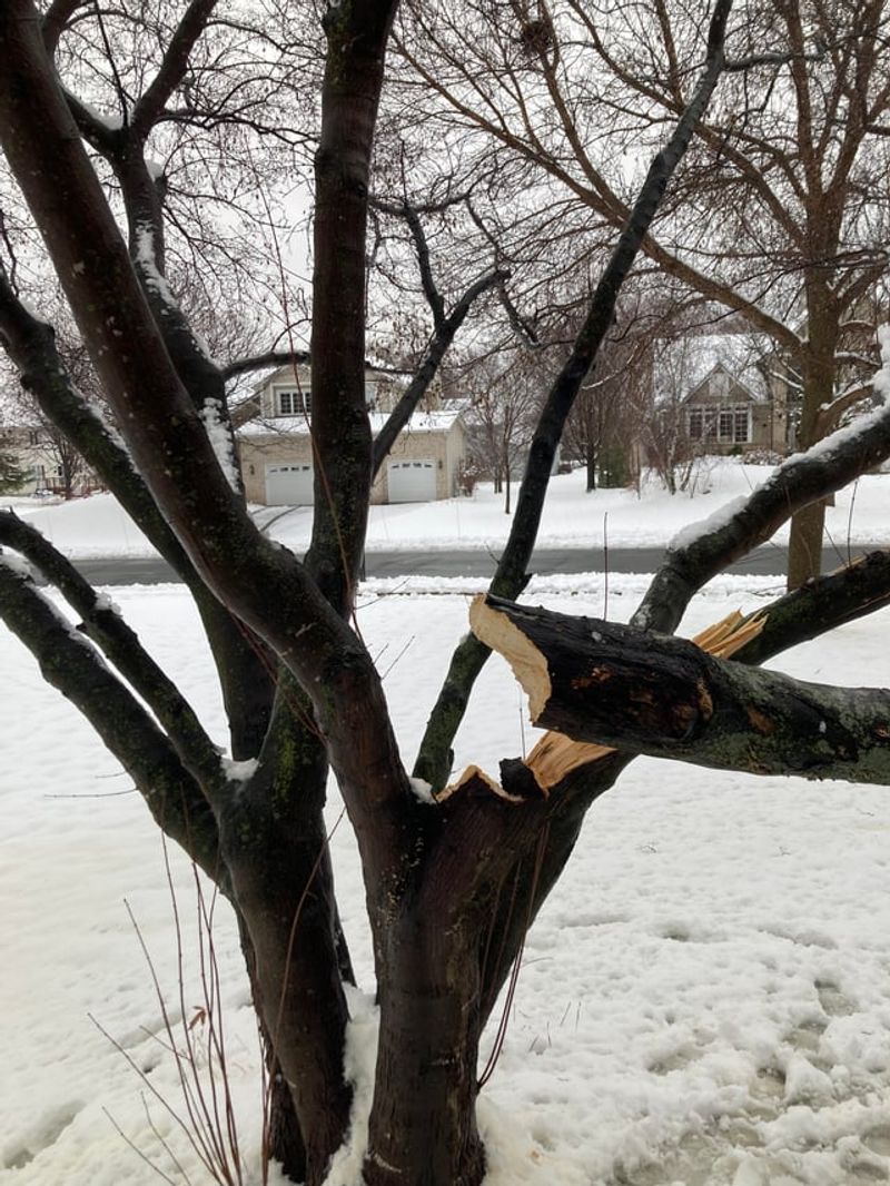 Why Snow Load Causes Tree Damage In Colorado