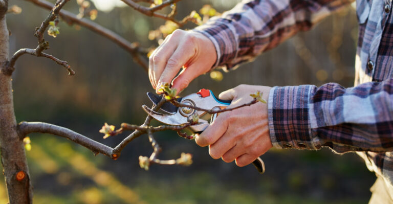 pruning tree (featured image)