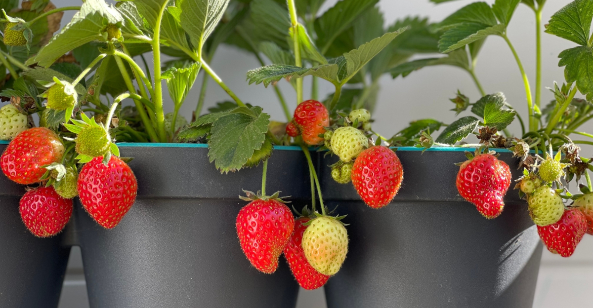 strawberries (featured image)