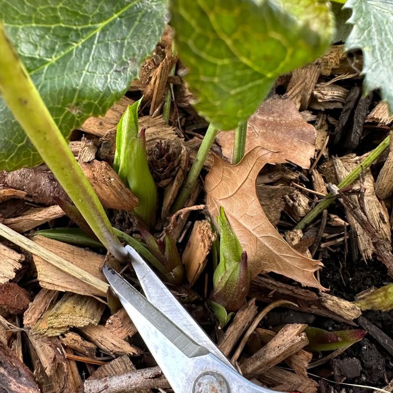 How This One Task Limits Weeds And Mess Later On