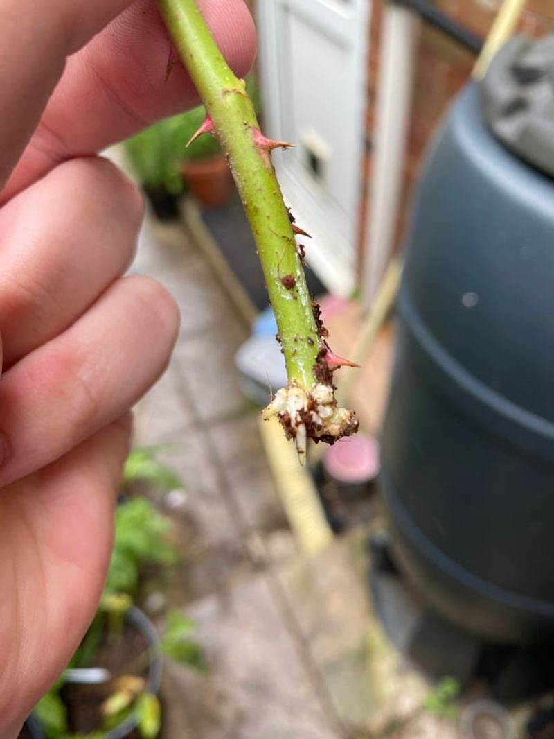 Why Cuttings Take Off Faster Right Now