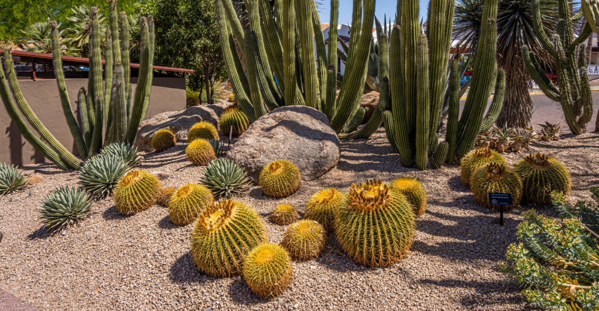 garden (featured image)